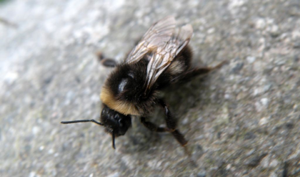 Un Bombus (Psithyrus?) problematico...